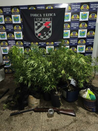 Imagem da notícia Polícia Militar apreende pequena plantação de maconha com 60 pés em residência de Paranaíba